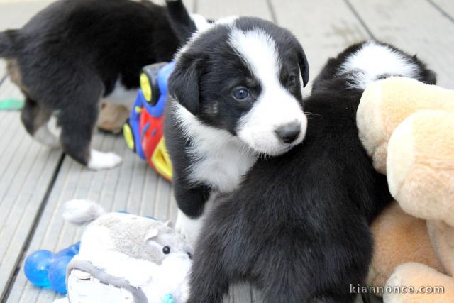 chiots Border Collie Adorable