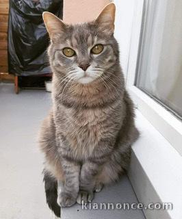 chat de race de France 