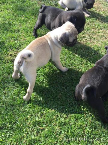 Magnifiques Chiots Carlin Pure Race