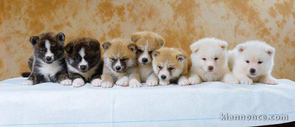 Magnifiques Chiots Akita Inu Pure Race 