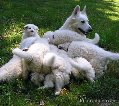 Splendides Chiots Berger Blanc Suisse Pure Race