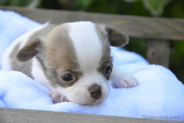 chiots Chihuahua a donner