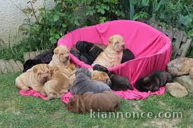 Magnifiques chiots de Shar Pei Pure Race