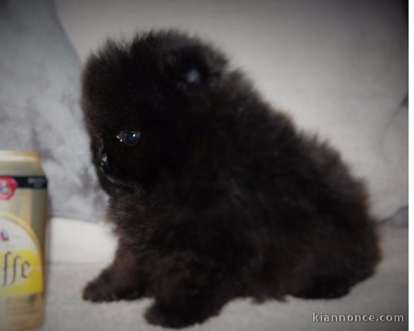 à donner magnifique chiot bouledogue français