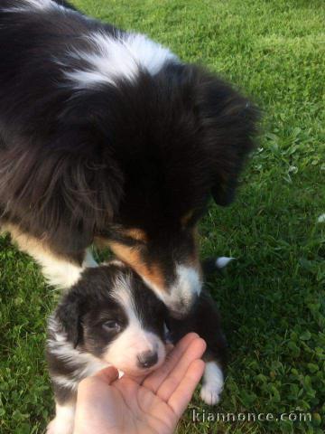 Magnifique berger australien 