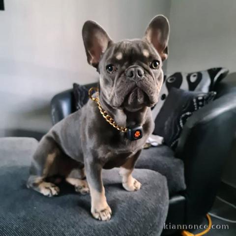 Adoption de bouledogue français