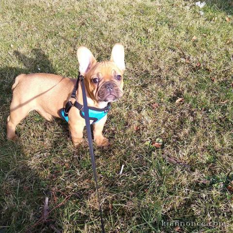 chiots bouledogue Français a donner