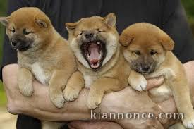 Adorables chiots shiba inu lof