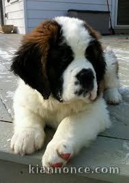 Adorables chiots saint bernard lof 