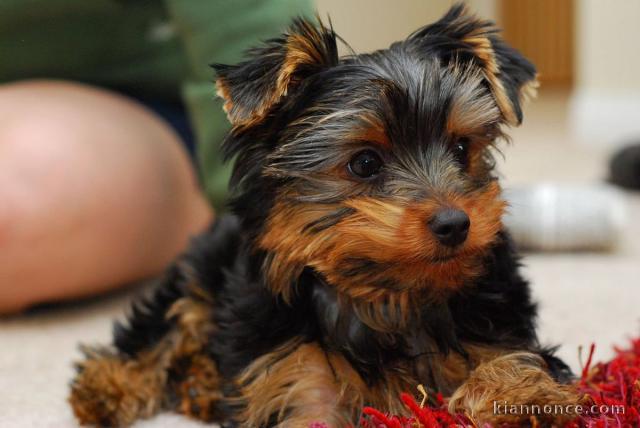 Yorkie and poodle Puppies for adoption