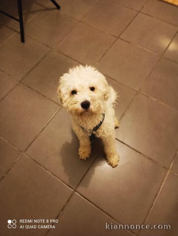 BICHON MALTAIS MALE 2 ANS