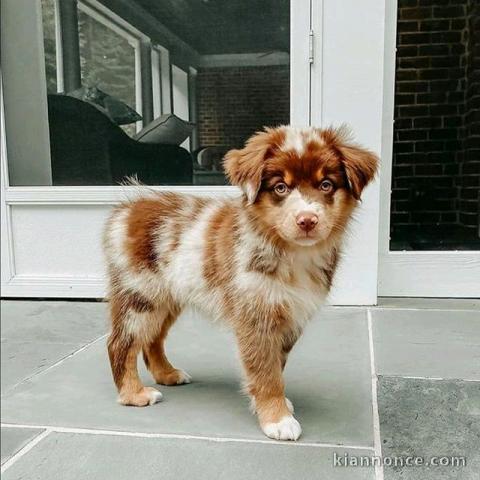 Majestueux Berger Australiens a donner