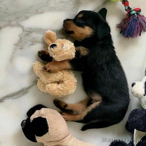 Mignons Intelligent Rottweiller a donner