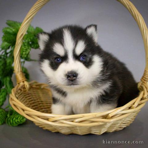 Sublime Chiots Pomsky a donner