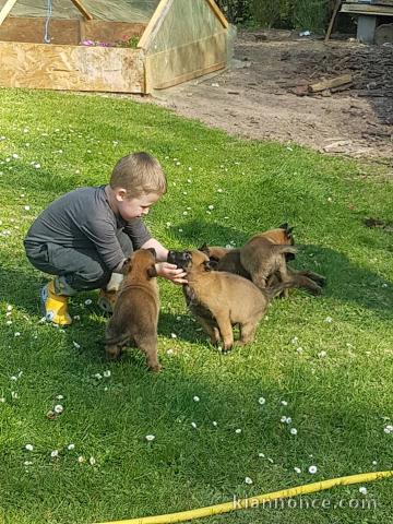 Chiots Berger Malinois a Donner