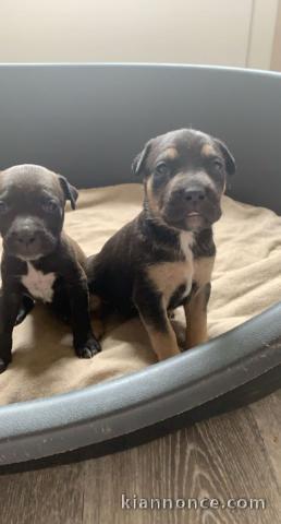 Chiot à vendre Malinois/pitbull Rednose 