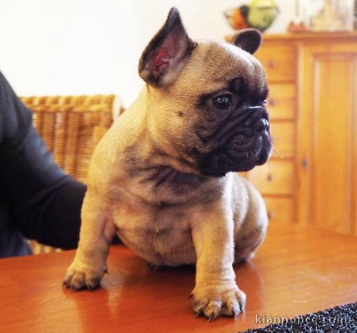 Magnifique chiot bouledogue anglais disponible