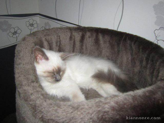 CHATON SACRE DE BIRMANIE