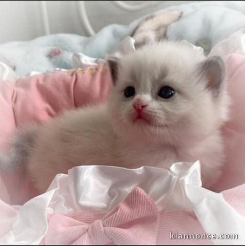 Adorables  chatons ragdoll disponible pour adoption.