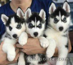  Superbes chiots Husky siberien