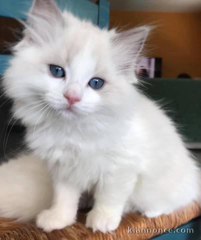 Bonjour je vous propose mon adorables chatons Ragdoll( Kitty)