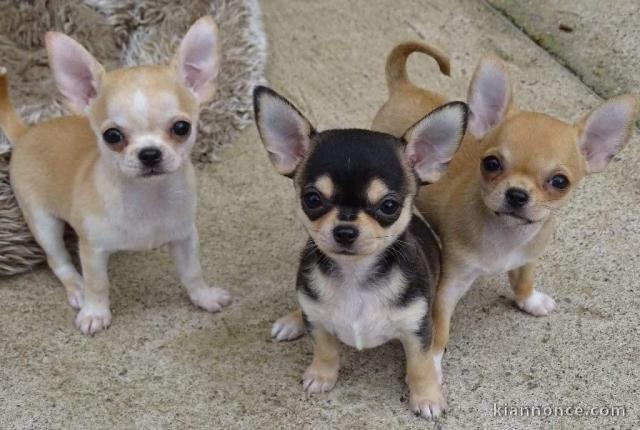 Magnifiques chiots chihuahua