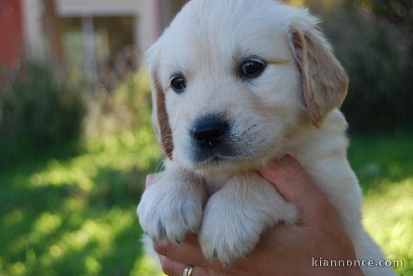 Chiots golden retriever trois mois