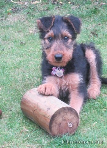 Chiots airdela terrier