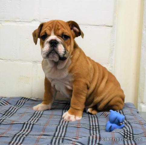 Chiots bouledogue anglais trois mois