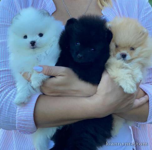 Spitz nains pomeranien disponibles