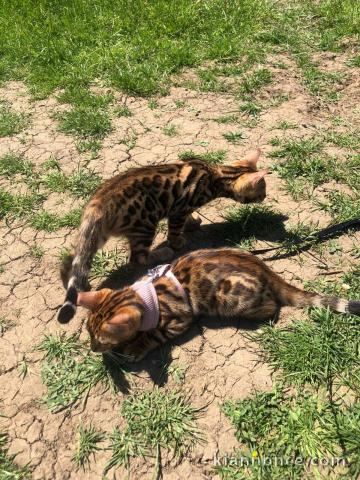 Chatons bengale disponibles