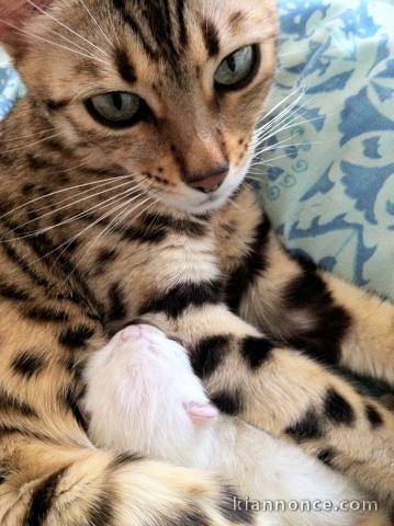 Adorables Chatons Bengal Pure Race