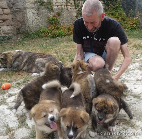 Magnifiques Chiots Akita Inu Pure Race