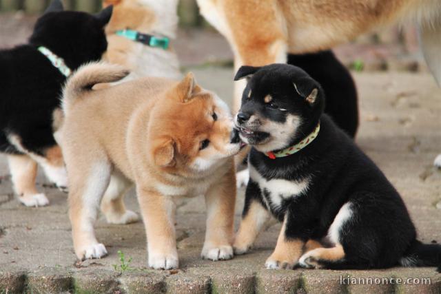 Adorables Chiots Shiba Inu Pure Race