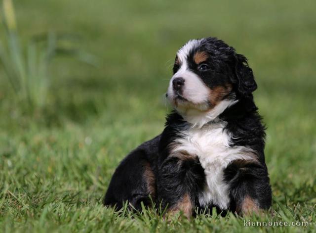 Donne chiot type Berger Bouvier bernois