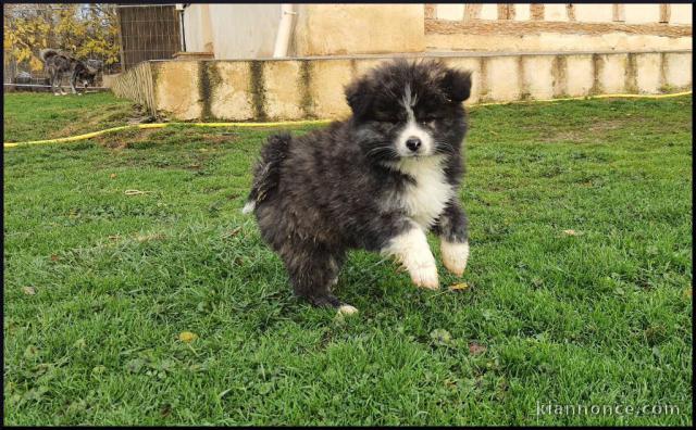 Donne chiot type Akita Inu,