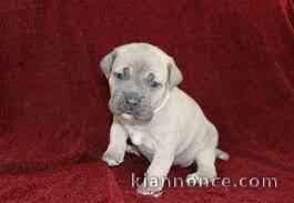 Donne chiot type Cane corso