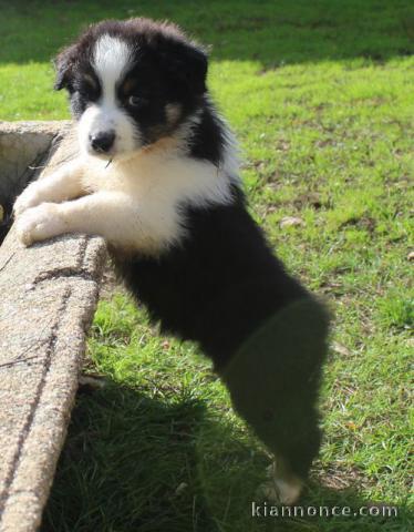 Donne chiot type Berger australien