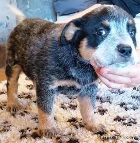 Donne chiot type Bouvier australien