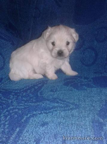 Donne chiot type Bichon frise