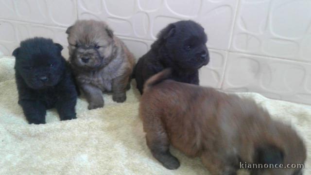 Magnifiques Chiots Spitz Nain Poméranien Pure Race