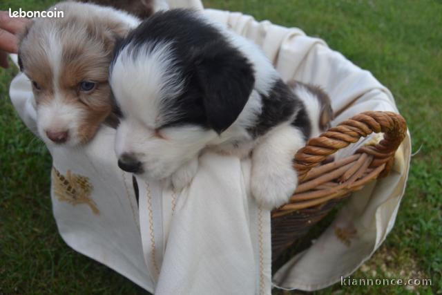 Chiots Bergers Australiens LOF