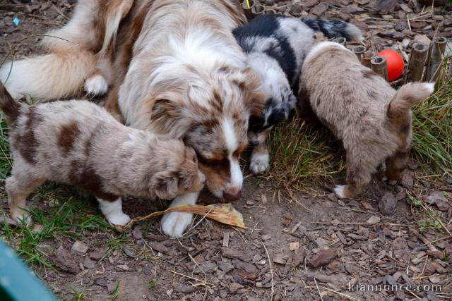   Magnifiques Chiots Berger Australien Pure Race