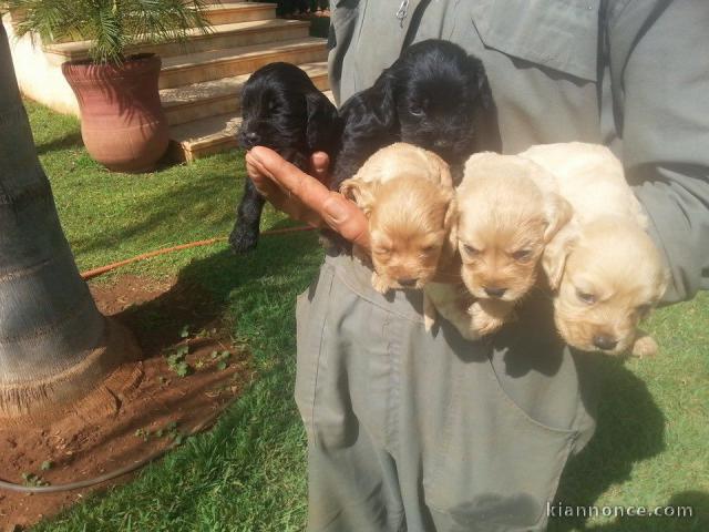 Superbes Chiots Cocker Spaniel Anglais Pure Race