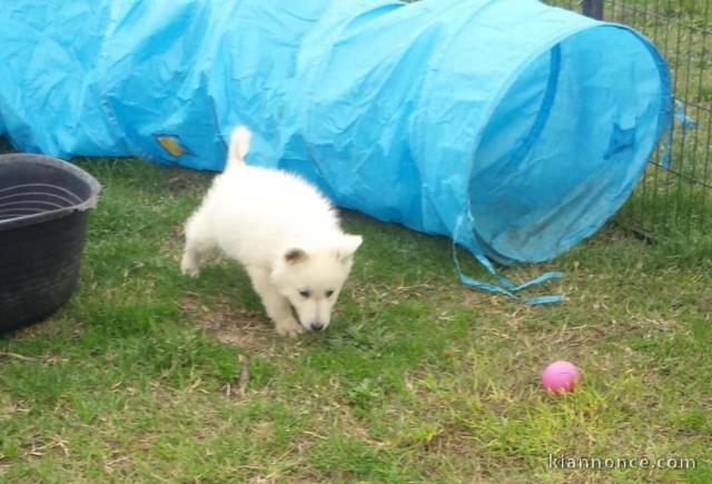 BERGERS BLANCS SUISSES DISPONIBLE