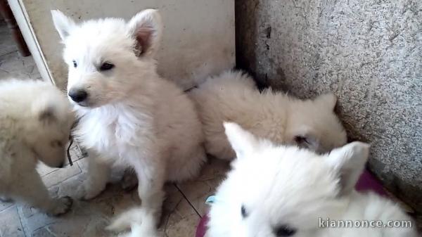  BERGERS BLANCS SUISSES DISPONIBLE