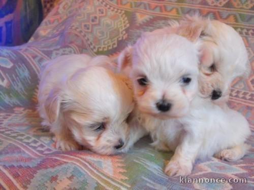 CHIOTS TYPE BICHON MALTAIS