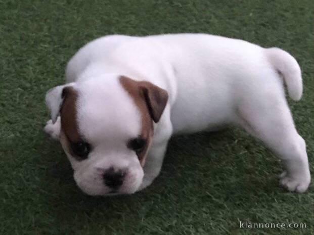 4 CHIOTS BOULEDOGUES ANGLAIS À DONNER 2 FEMELLES & 2 MÂLES