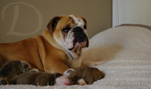  Magnifiques Chiots Bulldog Anglais