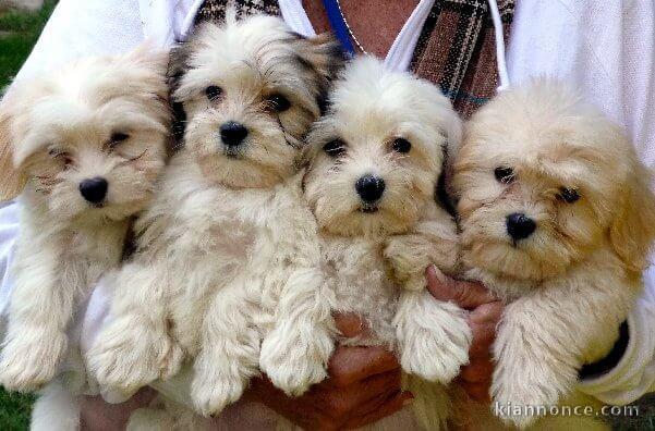 Superbes Chiots Bichons Havanais Pure Race Pedigree